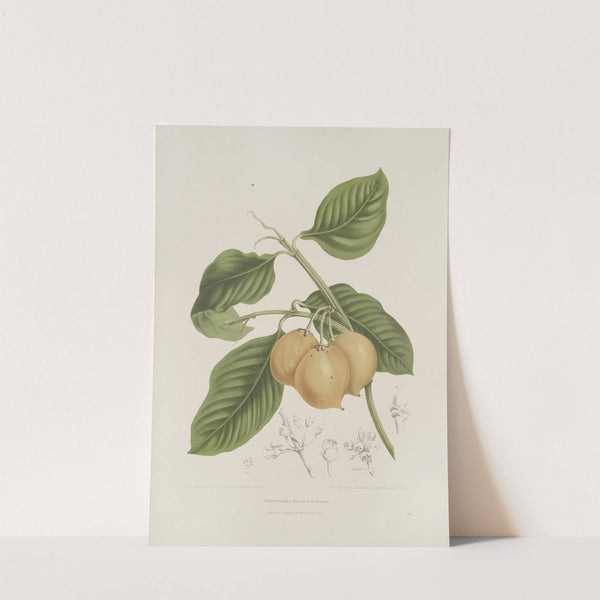 Fleurs, fruits et feuillages choisis de l’ille de Java Pl.15 (1880) by Berthe Hoola van Nooten