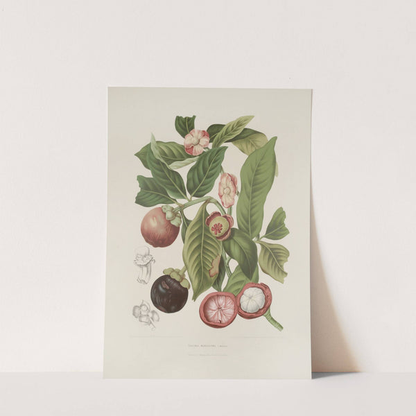 Fleurs, fruits et feuillages choisis de l’ille de Java Pl.16 (1880) by Berthe Hoola van Nooten