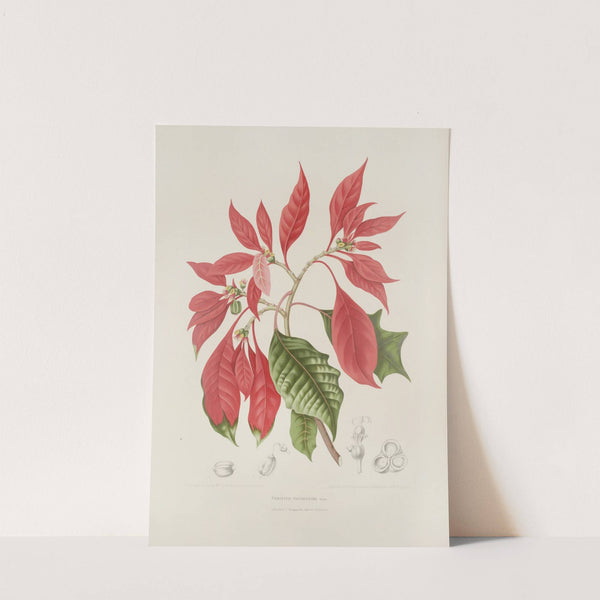 Fleurs, fruits et feuillages choisis de l'ille de Java Pl.17 by Berthe Hoola van Nooten