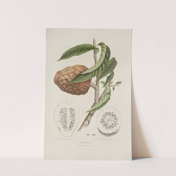 Fleurs, fruits et feuillages choisis de l'ille de Java Pl.20 by Berthe Hoola van Nooten