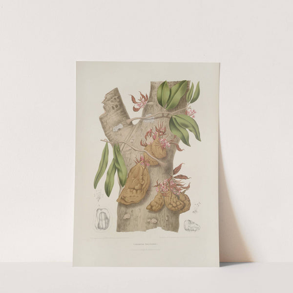 Fleurs, fruits et feuillages choisis de l'ille de Java Pl.24 by Berthe Hoola van Nooten