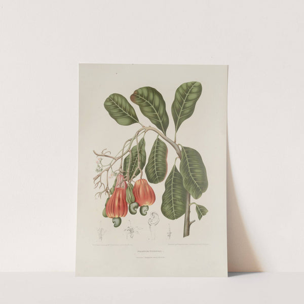 Fleurs, fruits et feuillages choisis de l'ille de Java Pl.27 by Berthe Hoola van Nooten