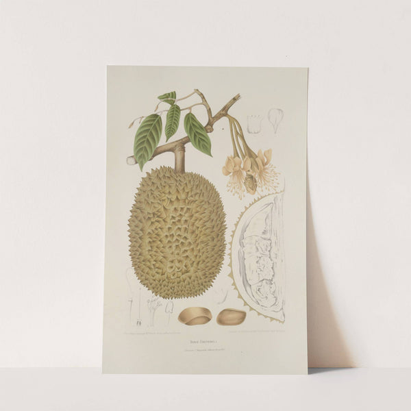 Fleurs, fruits et feuillages choisis de l'ille de Java Pl.28 by Berthe Hoola van Nooten