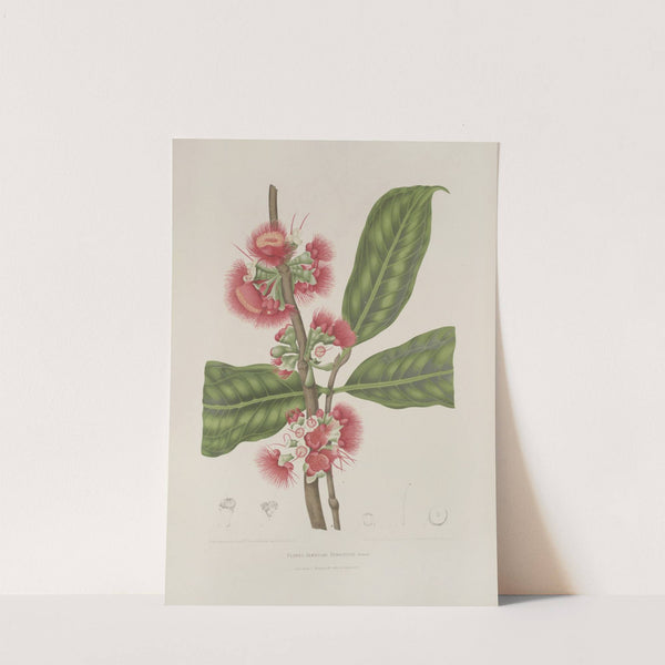 Fleurs, fruits et feuillages choisis de l'ille de Java Pl.29 by Berthe Hoola van Nooten