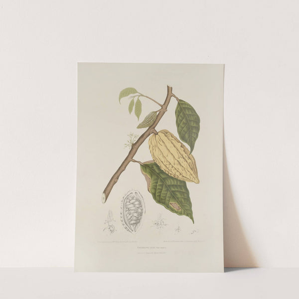 Fleurs, fruits et feuillages choisis de l'ille de Java Pl.35 by Berthe Hoola van Nooten