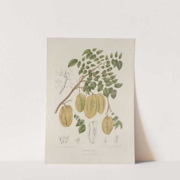 Fleurs, fruits et feuillages choisis de l'ille de Java Pl.36 by Berthe Hoola van Nooten