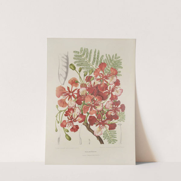 Fleurs, fruits et feuillages choisis de l'ille de Java Pl.37 by Berthe Hoola van Nooten