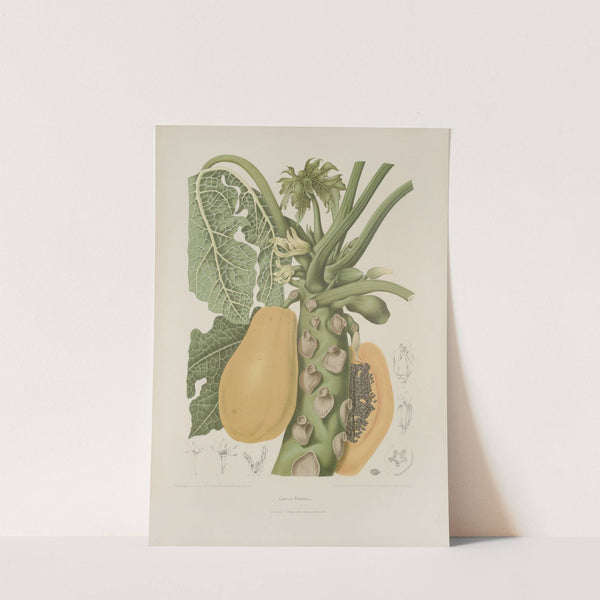 Fleurs, fruits et feuillages choisis de l'ille de Java Pl.40 by Berthe Hoola van Nooten