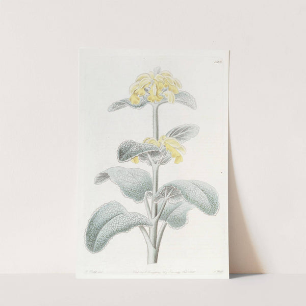 Flocculent Phlomis by Sydenham Edwards