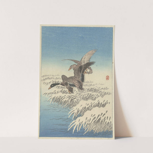 Flock of ducks flying above snowy reed collar by Ohara Koson