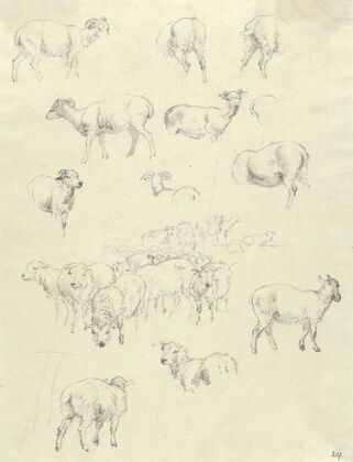 Flock of Sheep