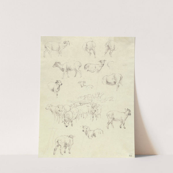 Flock of Sheep by Robert Hills