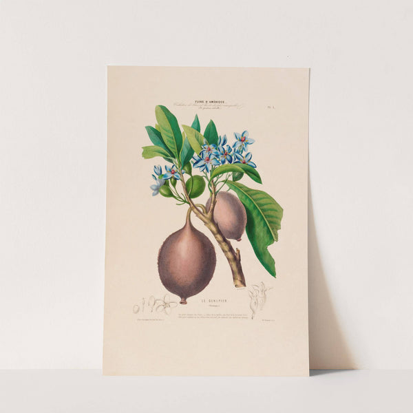 Flore d'Amérique, dessinée d'après nature sur les lieux Pl.001 by Etienne Denisse