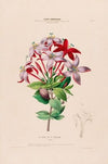 Flore d’AmeÌrique, dessineÌe d’apreÌs nature sur les lieux Pl.002