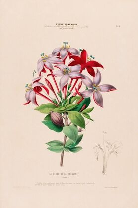 Flore d’AmeÌrique, dessineÌe d’apreÌs nature sur les lieux Pl.002