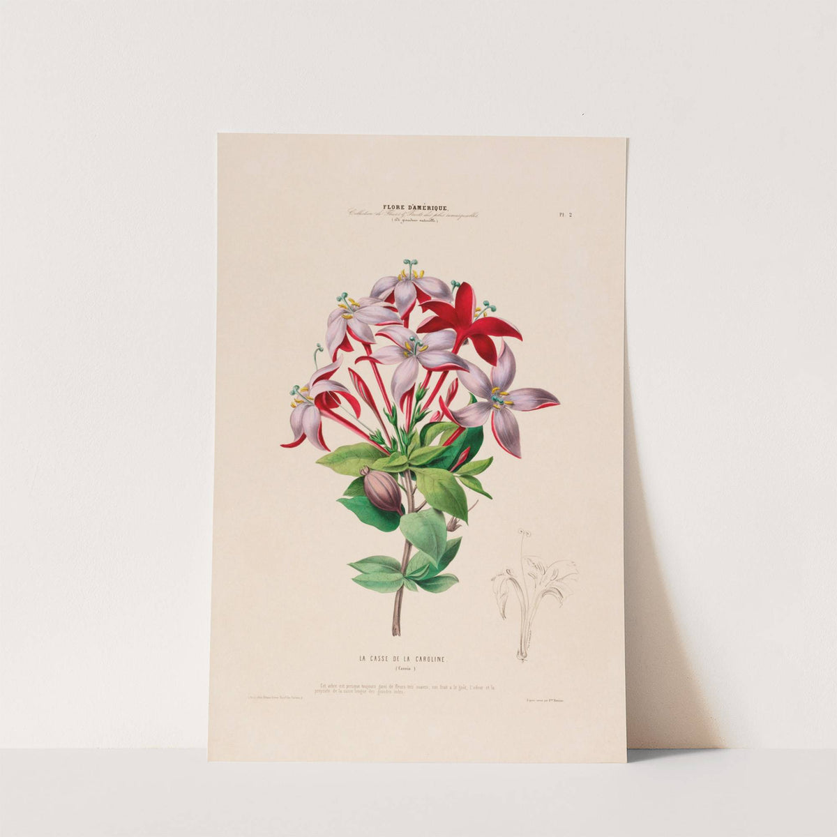Flore d'Amérique, dessinée d'après nature sur les lieux Pl.002 by Etienne Denisse