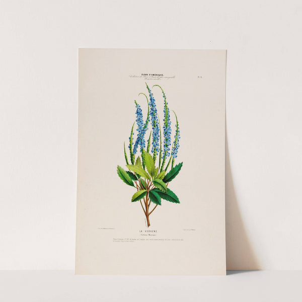 Flore d'Amérique, dessinée d'après nature sur les lieux Pl.003 by Etienne Denisse