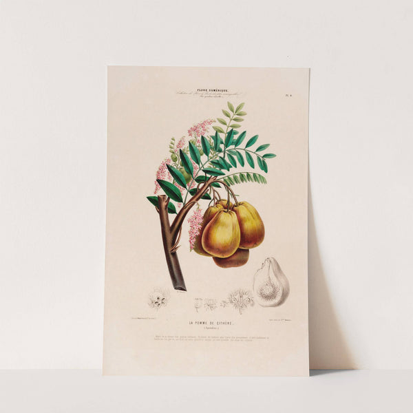 Flore d'Amérique, dessinée d'après nature sur les lieux Pl.004 by Etienne Denisse