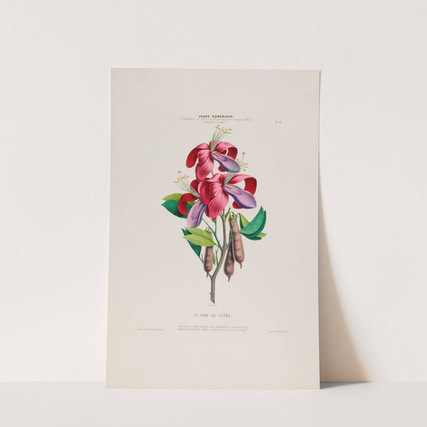 Flore d'Amérique, dessinée d'après nature sur les lieux Pl.006 by Etienne Denisse