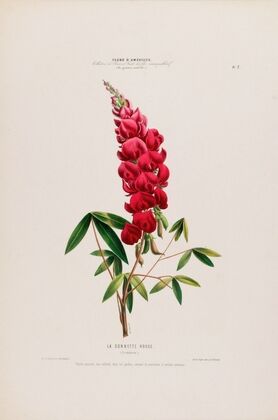 Flore d’AmeÌrique, dessineÌe d’apreÌs nature sur les lieux Pl.007