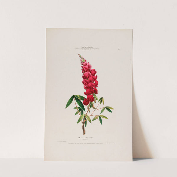 Flore d'Amérique, dessinée d'après nature sur les lieux Pl.007 by Etienne Denisse