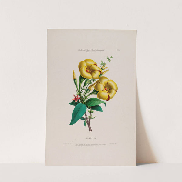 Flore d'Amérique, dessinée d'après nature sur les lieux Pl.008 by Etienne Denisse