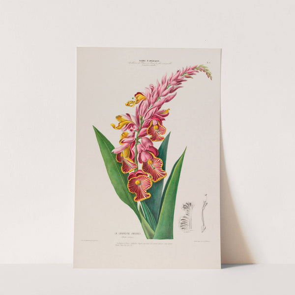 Flore d’Amérique, dessinée d’après nature sur les lieux Pl.009 (1843) by Etienne Denisse