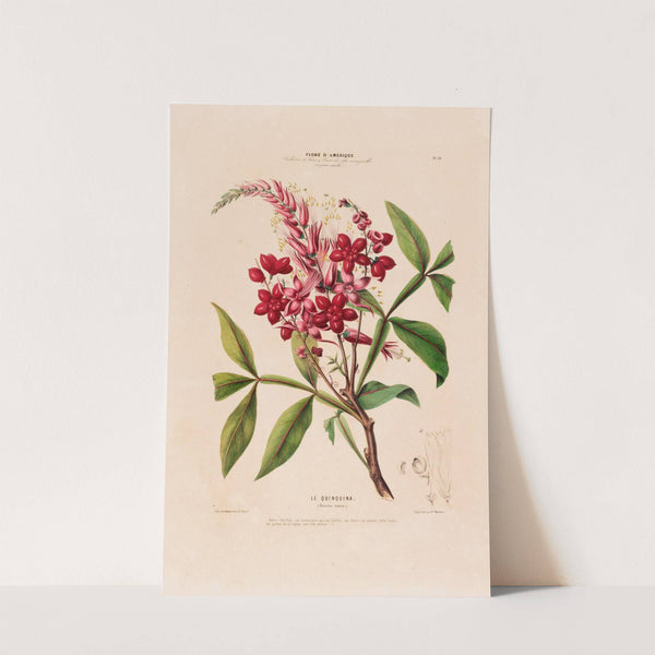 Flore d'Amérique, dessinée d'après nature sur les lieux Pl.010 by Etienne Denisse