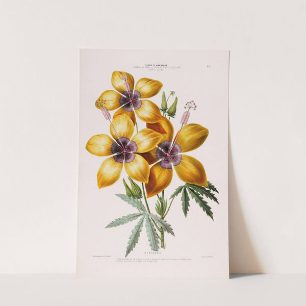 Flore d'Amérique, dessinée d'après nature sur les lieux Pl.011 by Etienne Denisse