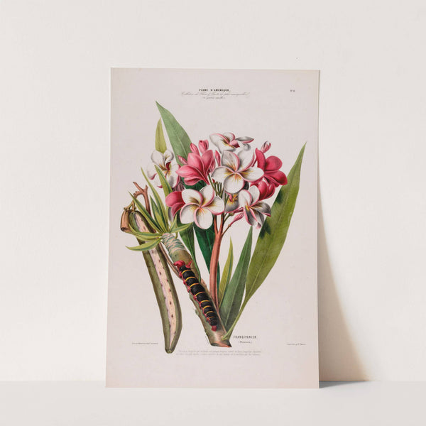 Flore d'Amérique, dessinée d'après nature sur les lieux Pl.012 by Etienne Denisse