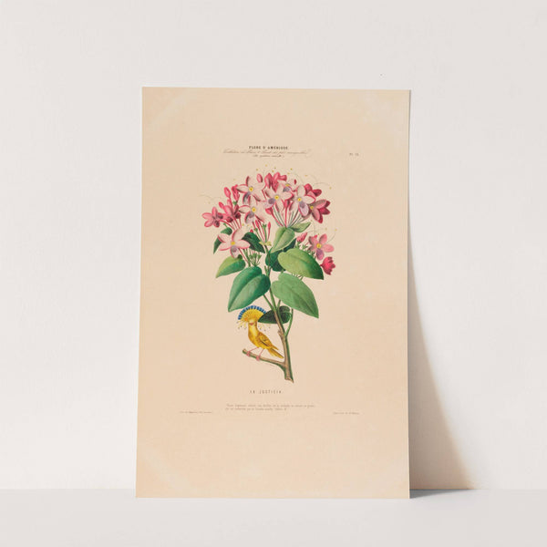 Flore d'Amérique, dessinée d'après nature sur les lieux Pl.013 by Etienne Denisse