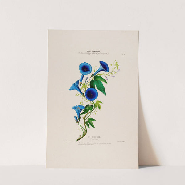 Flore d'Amérique, dessinée d'après nature sur les lieux Pl.014 by Etienne Denisse