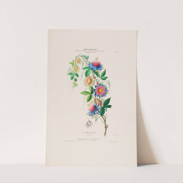 Flore d'Amérique, dessinée d'après nature sur les lieux Pl.015 by Etienne Denisse