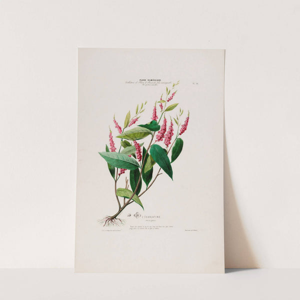 Flore d'Amérique, dessinée d'après nature sur les lieux Pl.016 by Etienne Denisse