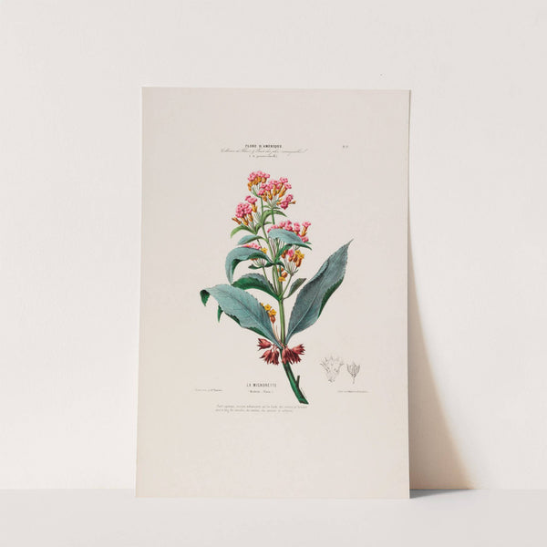 Flore d'Amérique, dessinée d'après nature sur les lieux Pl.017 by Etienne Denisse