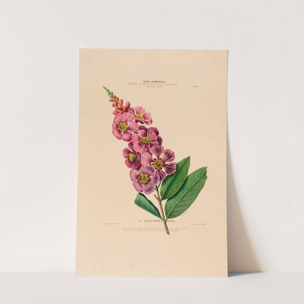 Flore d'Amérique, dessinée d'après nature sur les lieux Pl.018 by Etienne Denisse