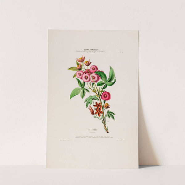 Flore d'Amérique, dessinée d'après nature sur les lieux Pl.019 by Etienne Denisse