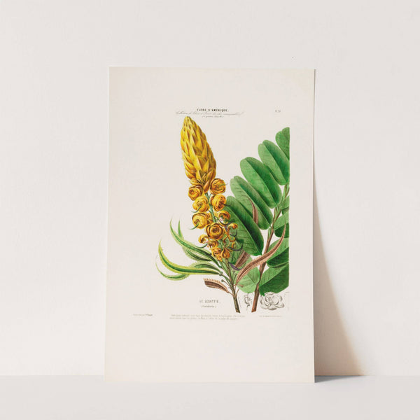 Flore d'Amérique, dessinée d'après nature sur les lieux Pl.020 by Etienne Denisse