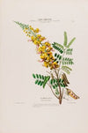 Flore d’AmeÌrique, dessineÌe d’apreÌs nature sur les lieux Pl.021