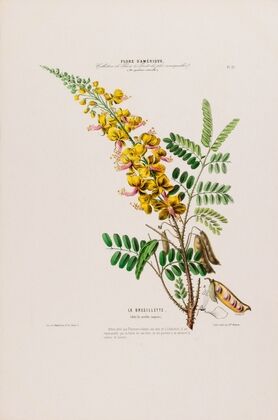 Flore d’AmeÌrique, dessineÌe d’apreÌs nature sur les lieux Pl.021
