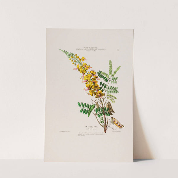 Flore d'Amérique, dessinée d'après nature sur les lieux Pl.021 by Etienne Denisse