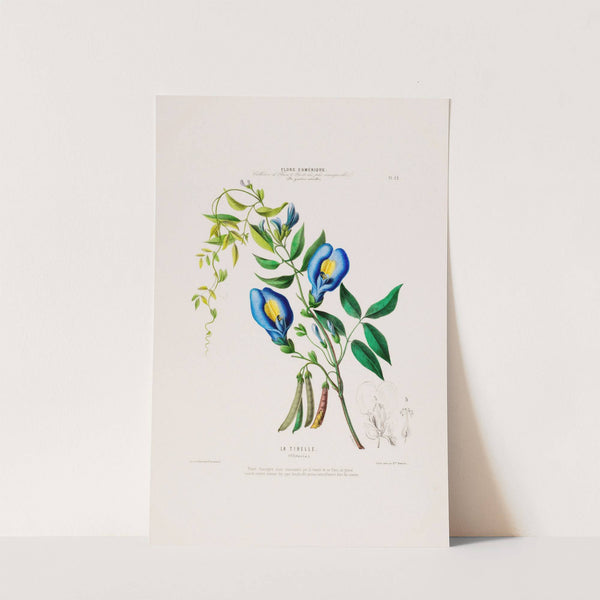 Flore d'Amérique, dessinée d'après nature sur les lieux Pl.022 by Etienne Denisse