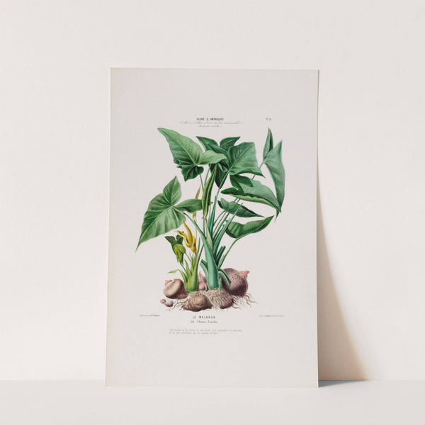 Flore d'Amérique, dessinée d'après nature sur les lieux Pl.023 by Etienne Denisse