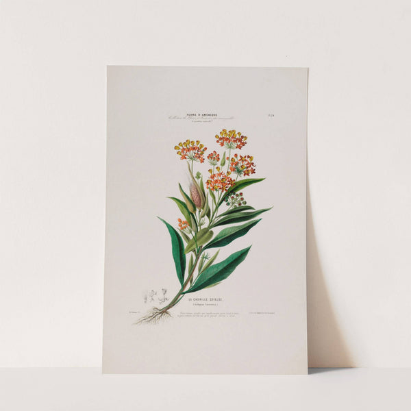 Flore d'Amérique, dessinée d'après nature sur les lieux Pl.024 by Etienne Denisse