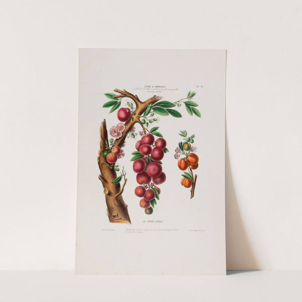 Flore d'Amérique, dessinée d'après nature sur les lieux Pl.025 by Etienne Denisse