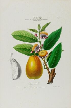 Flore d’AmeÌrique, dessineÌe d’apreÌs nature sur les lieux Pl.026