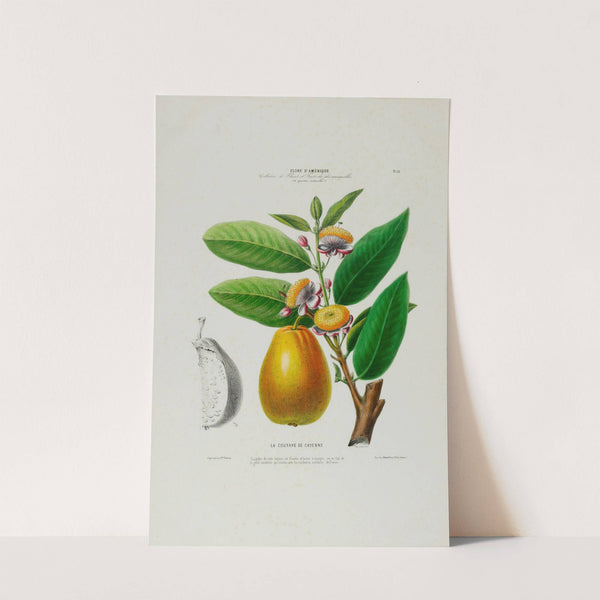 Flore d'Amérique, dessinée d'après nature sur les lieux Pl.026 by Etienne Denisse