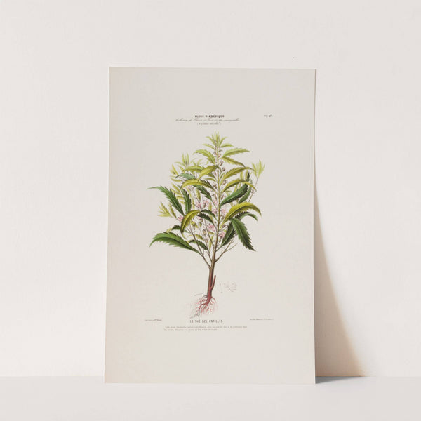 Flore d'Amérique, dessinée d'après nature sur les lieux Pl.027 by Etienne Denisse