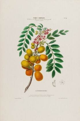Flore d’AmeÌrique, dessineÌe d’apreÌs nature sur les lieux Pl.029