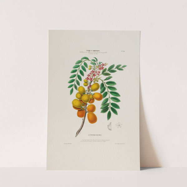 Flore d'Amérique, dessinée d'après nature sur les lieux Pl.029 by Etienne Denisse